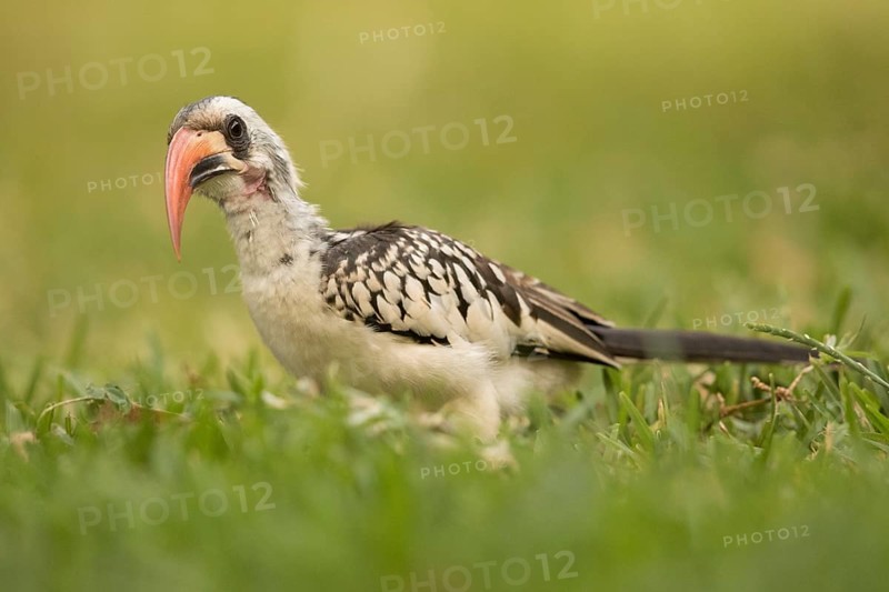 Western Red-billed Hornbill (Tockus kempi), Gambia