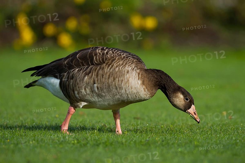Hybrid: Greylag Goose x Canada Goose (Anser anser x Branta canadensis), Bavaria, Germany
