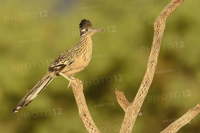 Greater Roadrunner (Geococcyx californianus), Arizona, USA