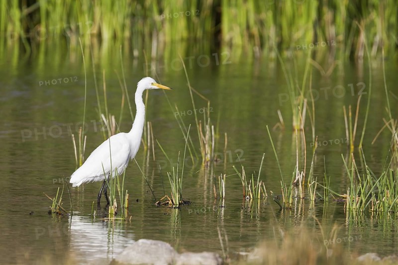 Intermediate Egret (Ardea intermedia), Oman