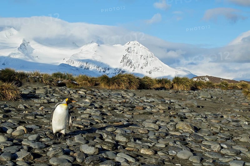 King Penguin (Aptenodytes patagonicus) perched on a rocky beach on South Georgia Island