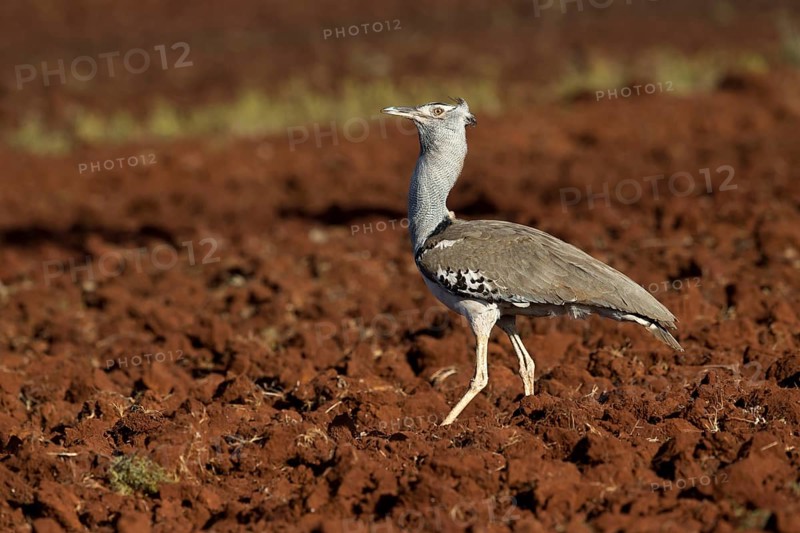 Kori Bustard (Ardeotis kori struthiunculus) male, Oromia, Ethiopia