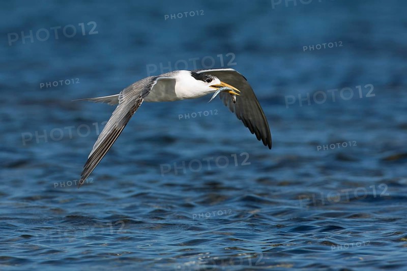 Greater Crested Tern (Thalasseus bergii) flying with fish in beak, Victoria, Australia