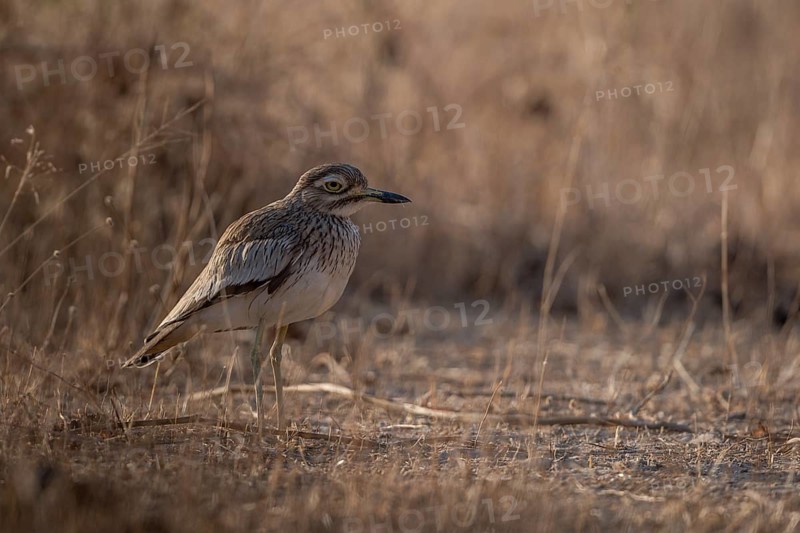 Senegal Thick-knee (Burhinus senegalensis), Senegal