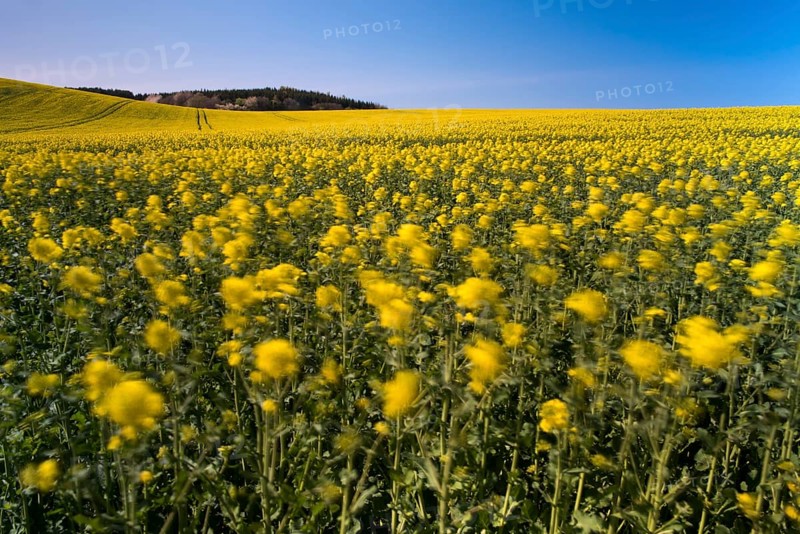 Blooming field of rapeseed (Brassica napus), Ruegen Island, Mecklenburg-Western Pomerania, Germany