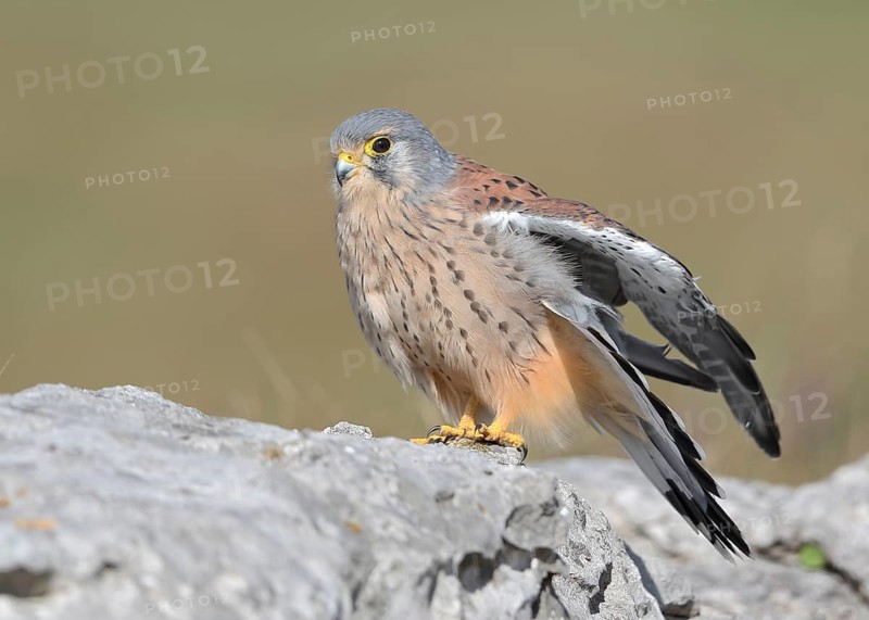 Common Kestrel (Falco tinnunculus) male perched on a rock, Wales, United Kingdom