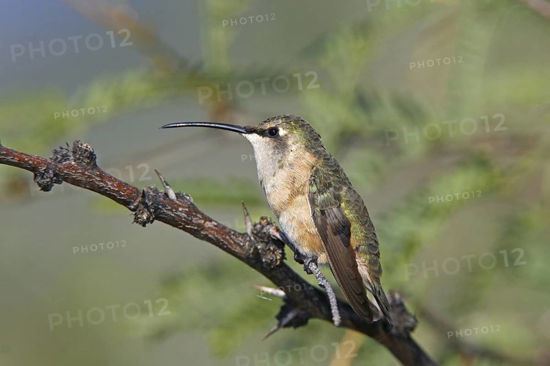 Lucifer Sheartail Calothorax lucifer Hereford, Arizona, United States 23 August Adult Female Trochilidae