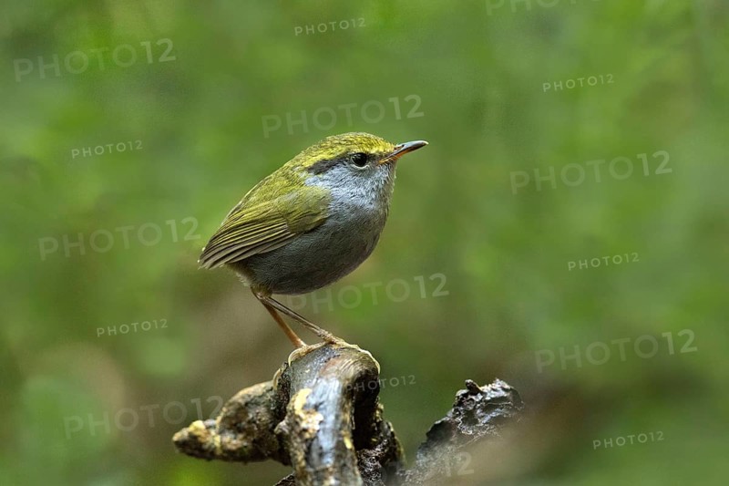 Grey-bellied Tesia (Tesia cyaniventer), Bidoup National Park, Vietnam