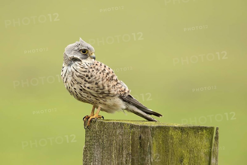 Torenvalk; Common Kestrel; Falco tinnunculus;