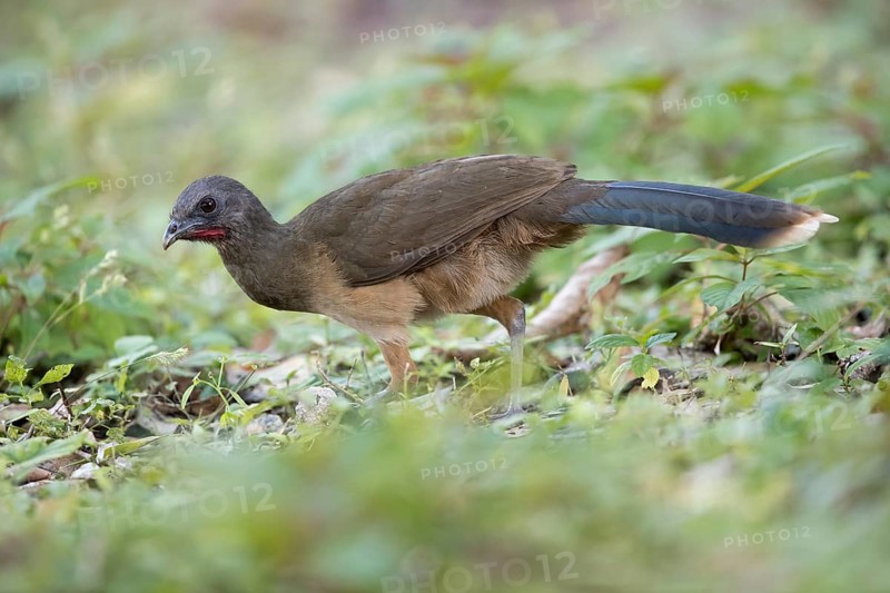 Plain Chachalaca (Ortalis vetula pallidiventris) foraging, Peten Yaxha, Guatemala