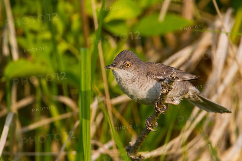 Barred Warbler - Sperbergrasmücke - Sylvia nisoria ssp. nisoria, Austria, adult male