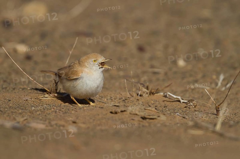 African Desert Warbler - Saharagrasmücke - Sylvia deserti, Morocco