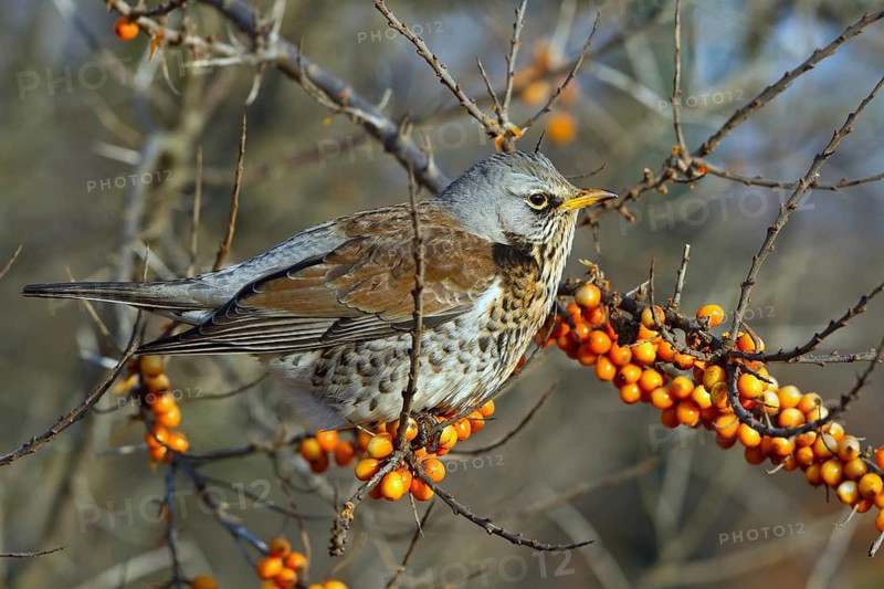 Fieldfare (Turdus pilaris) perched in Common sea buckthorn (Hippophae rhamnoides) shrub, Mecklenburg-Western Pomerania, Germany