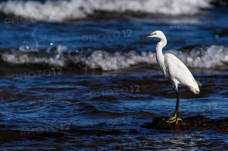 Little Egret (Egretta garzetta) on shore, Asturias, Spain