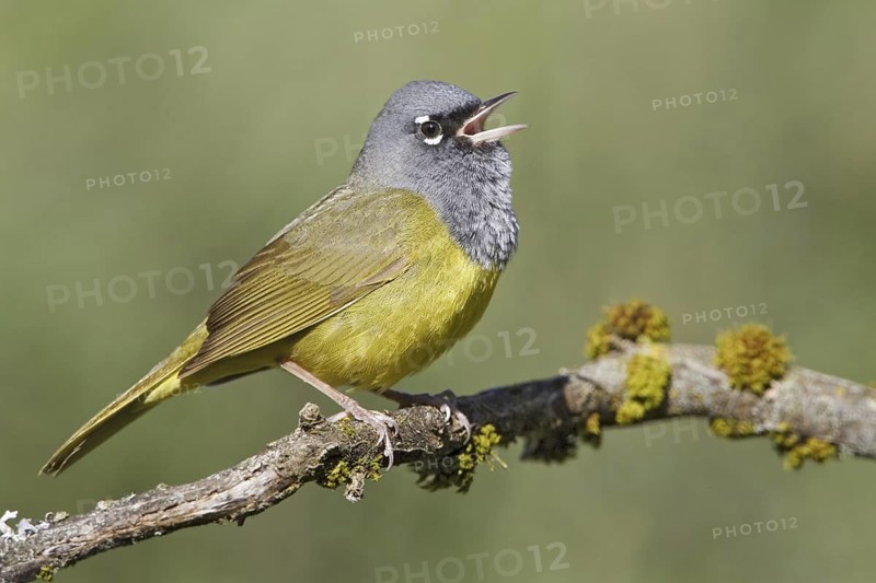 MacGillivray's Warbler (Geothlypis tolmiei) singing, British Columbia, Canada