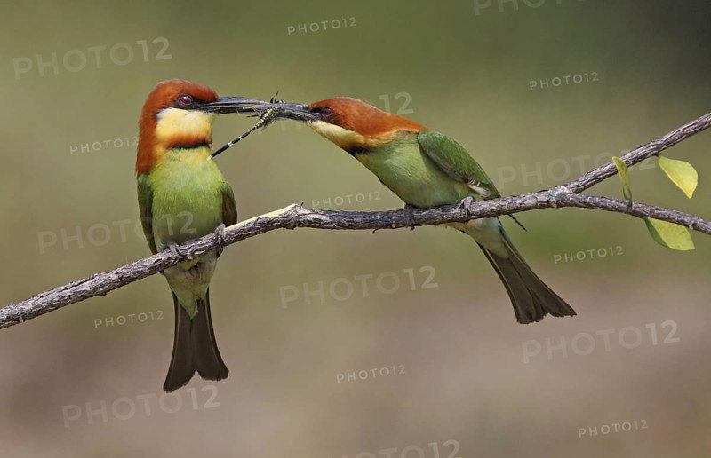 Chestnut-headed Bee-eater (Merops leschenaulti) displaying, perched on a branch, Penang, Malaysia