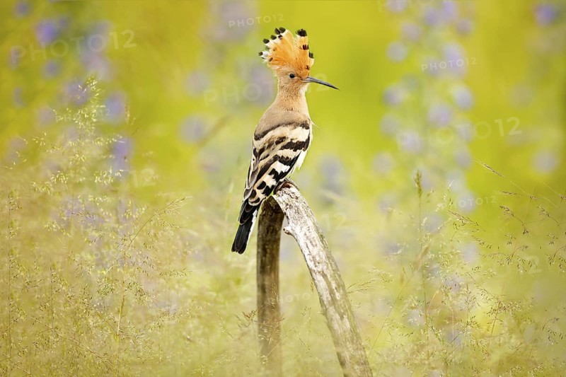 Hoopoe, Upupa epops, nice orange bird with crest sitting by the violet flower on the summer meadow, Hungary. Beautiful bird in the nature habitat, wildlife Europe