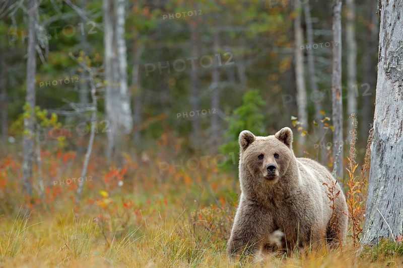 Wildlife scene from Finland near Russia bolder. Autumn forest with bear. Beautiful brown bear walking around lake with autumn colours. Dangerous animal in nature forest and meadow habitat