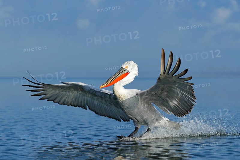 Dalmatian pelican, Pelecanus crispus, landing in Lake Kerkini, Greece. Pelican with open wings. Wildlife scene from European nature. Bird landing to the blue lake water. Bird fly