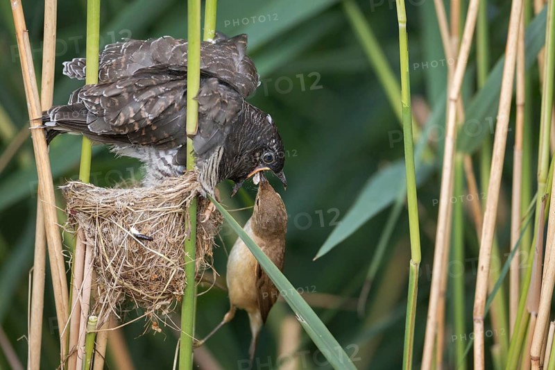 Common Cuckoo & Eurasian Reed Warbler (Cuculus canorus & Acrocephalus scirpaceus) Eurasian Reed Warbler feeding juvenile Common Cuckoo in nest, Saxony-Anhalt, Germany