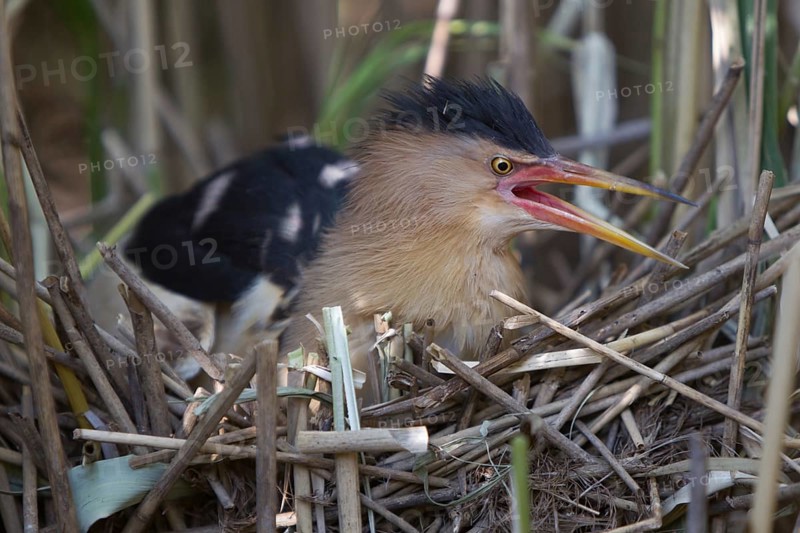 Little Bittern (Ixobrychus minutus) calling male at nest, Nizhegorodskaya, Russia