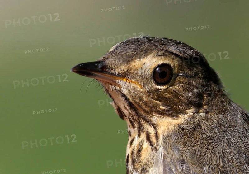 Swainson's Thrush (Catharus ustulatus), Saskatchewan, Canada