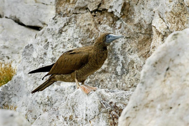 Brown Booby Sula leucogaster brewsteri Las Marietas Islands, Bahia de Banderas, Jalisco, Mexico 1 April Juvenile Sulidae