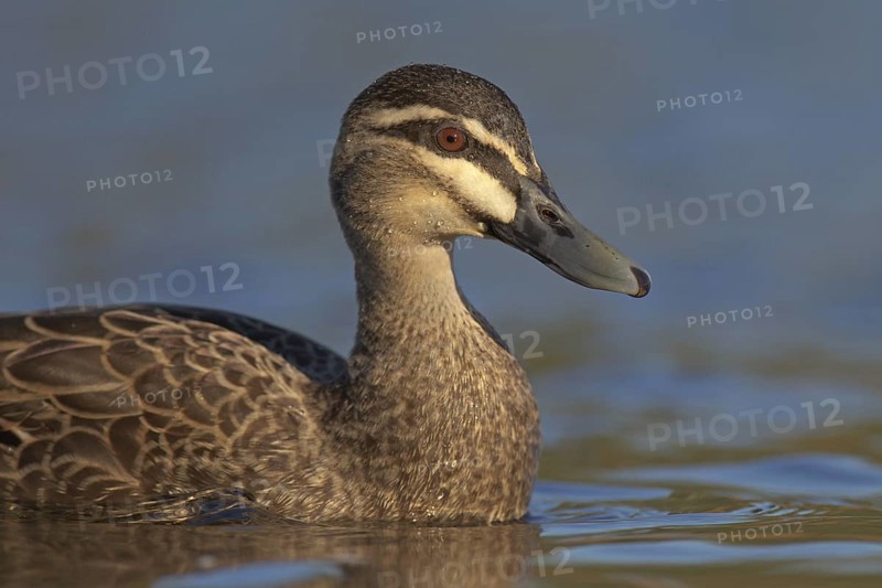 Pacific Black Duck (Anas superciliosa), Victoria, Australia