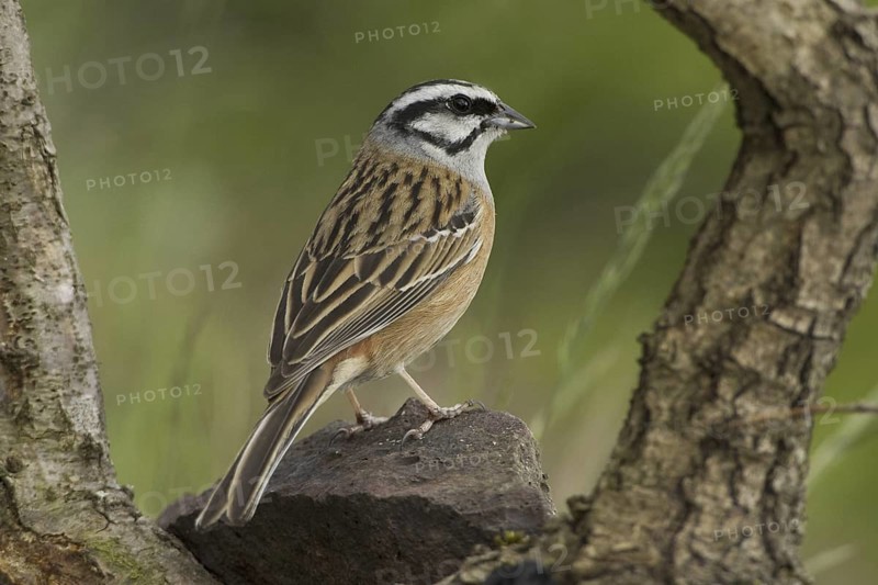 Rock Bunting (Emberiza cia), Rhineland-Palatinate, Germany