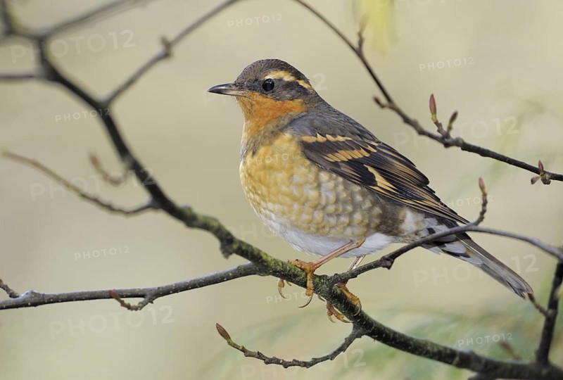 Varied Thrush (Ixoreus naevius), British Columbia, Canada