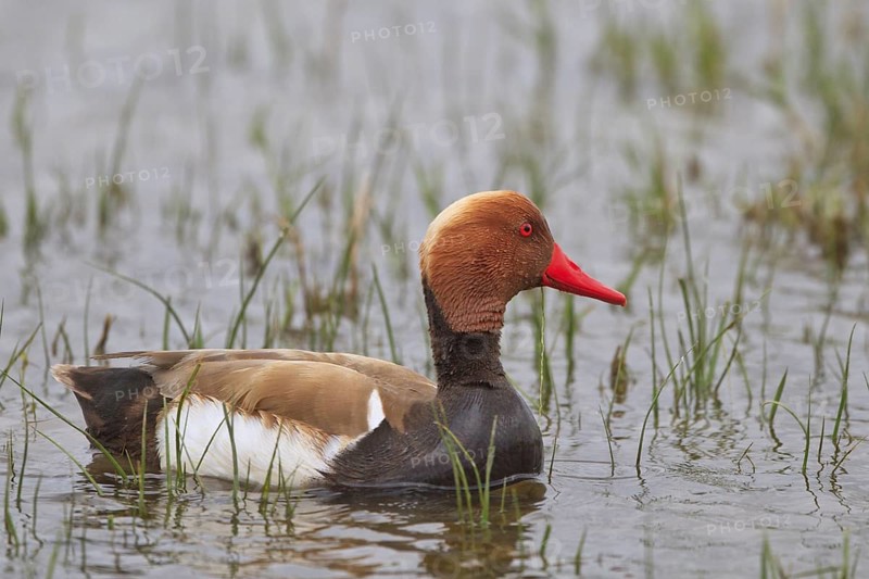 Red-crested Pochard (Netta rufina) male, Mallorca, Spain