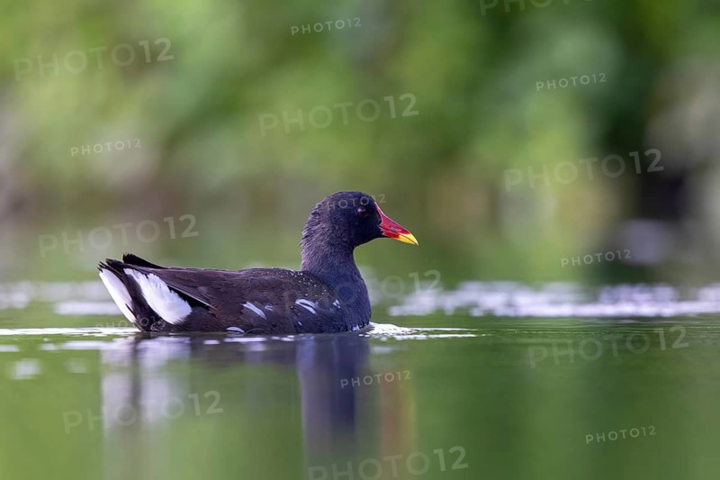 Common Moorhen (Gallinula chloropus), North Rhine-Westphalia, Germany