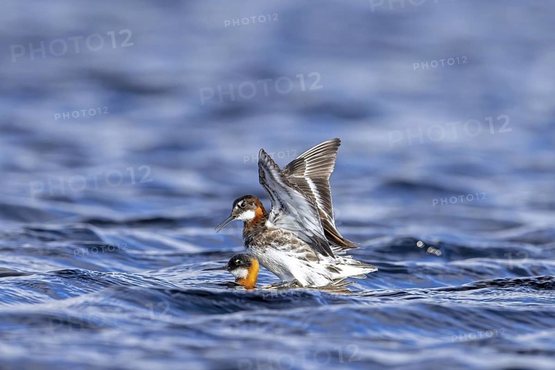 Red-necked phalarope, northern phalarope (Phalaropus lobatus) male and female couple in breeding plumage mating in pond on tundra in spring, Sweden