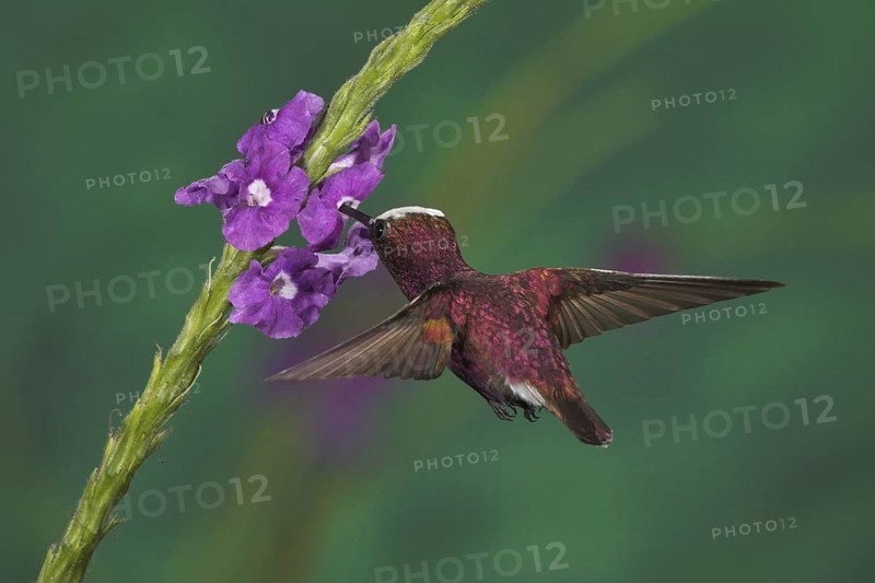 Snowcap (Microchera albocoronata), Costa Rica