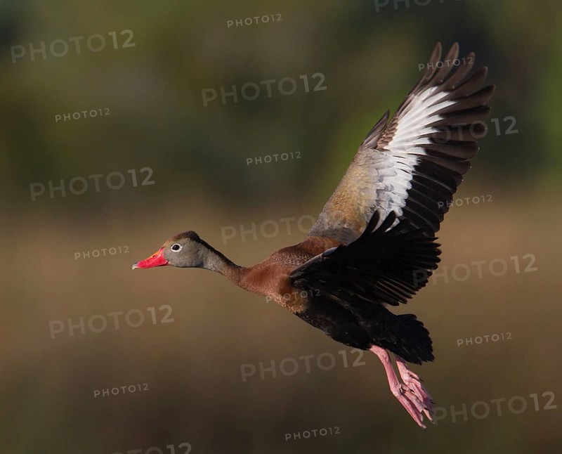 Black-bellied Whistling Duck (Dendrocygna autumnalis) flying, Florida, USA