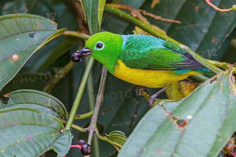 Blue-naped Chlorophonia (Chlorophonia cyanea) perched on a branch in Manu National Park, Peru