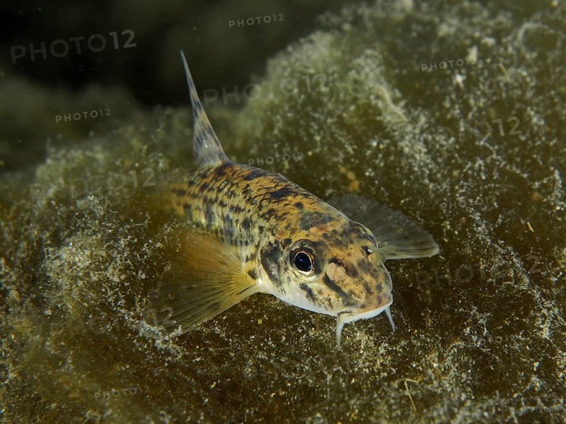 Gudgeon (Gobio gobio), camouflaged among algae. Dive site Zollbrücke, Rheinau, Canton Zurich, Rhine, High Rhine, Switzerland, Germany