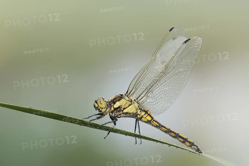 Black-tailed Skimmer (Orthetrum cancellatum), female, North Rhine-Westphalia, Germany
