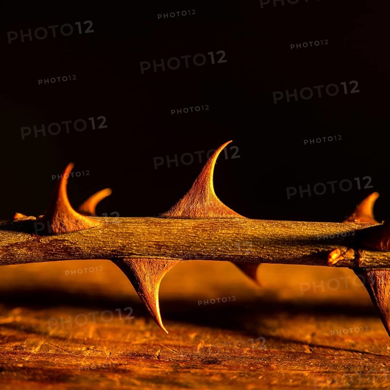 Sharp thorns are illuminated by a warm glow, highlighting their texture and form. The dark background emphasizes the intricate details of the thorny branch
