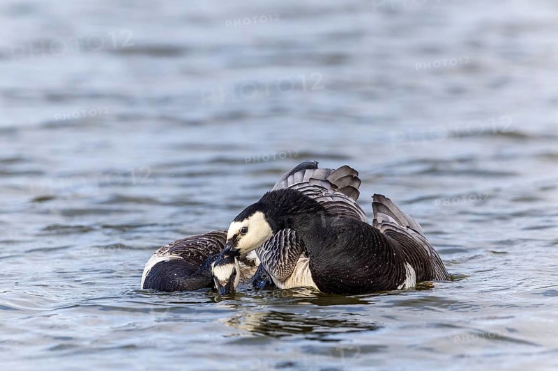 White-fronted Goose (Branta leucopsis), Geese (Anseriformes), Mating in the water, Aventdalen, Longyearbyen, Spitsbergen, Svalbard