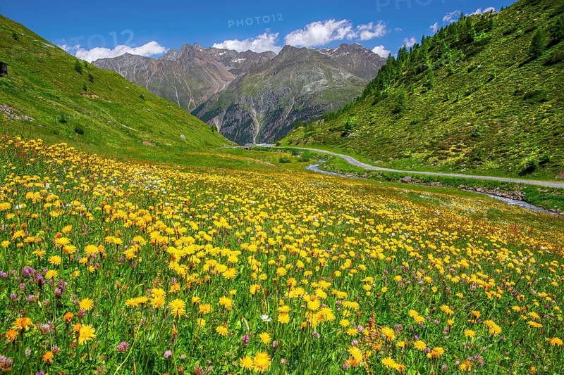 Blooming mountain meadow on the Ötztal glacier road, Sölden, Ötztal, Ötztal Alps, Tyrol, Austria