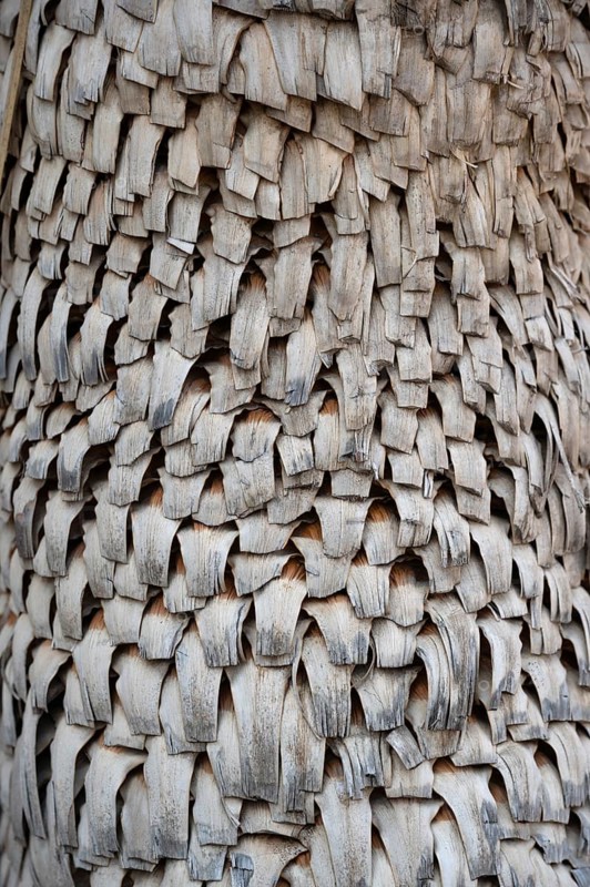 Trunk of a yucca palm (Yucca), Close up, Bavaria, Germany