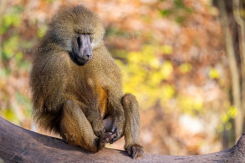 Guinea baboon (Papio papio) sitting on the ground, Bavaria, Germany Europe