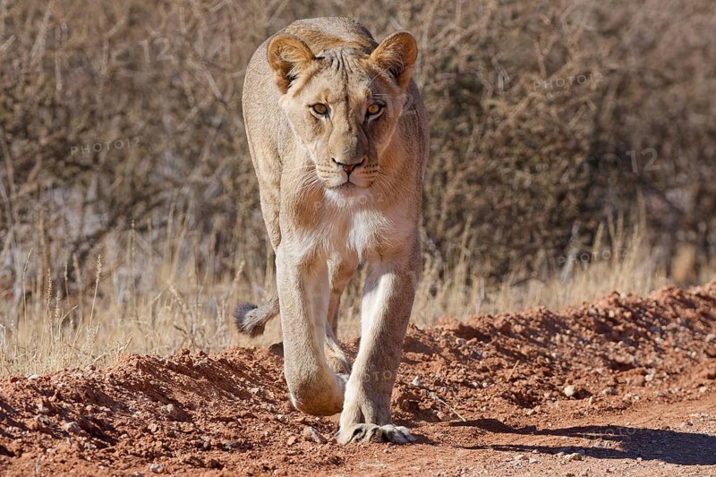 African lion (Panthera leo), lioness, adult female walking on a dirt road, animal portrait, Kgalagadi Transfrontier Park, Northern Cape, South Africa