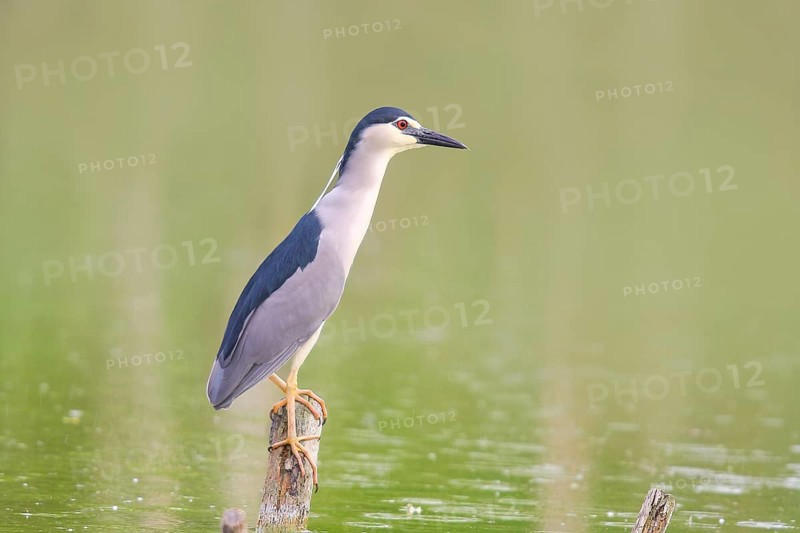 Night heron (Nycticorax nycticorax), sitting on a tree trunk, wildlife, nature photography, heron, Retszilas fish ponds, Kiskunsági Nemzeti Park, Kiskunság National Park, Nagyallas, Nemzeti National Park, Hungary