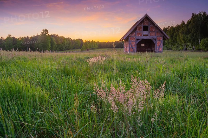 View of grasses and an open half-timbered barn standing on a pasture in the sunset, meadow, spring, awakening, new, colours, season, landscape photo, nature photo, flora, fauna, landscape format, pasture, grasses, lowland, sky, clouds, Stöckse, Steimbke, Nienburg Weser, Lower Saxony, Germany