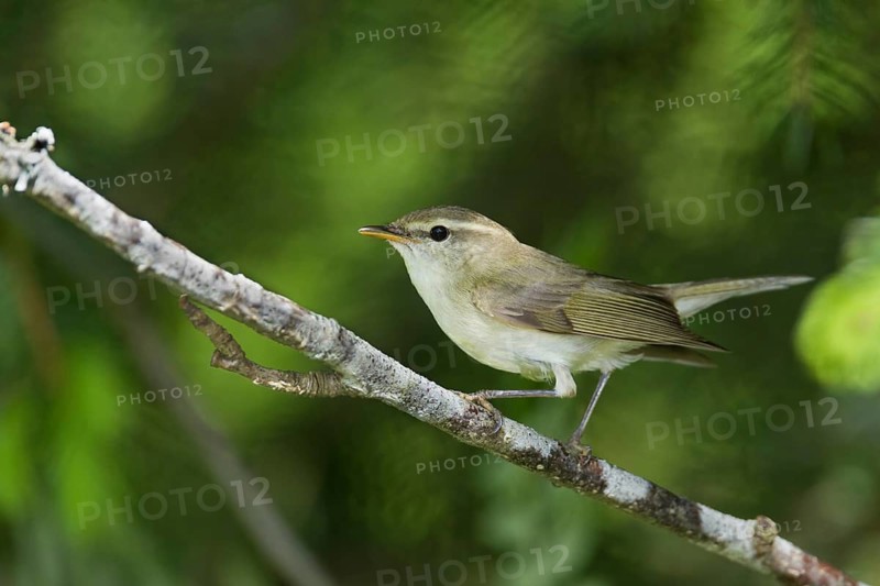 Greenish Warbler - Grünlaubsänger - Phylloscopus trochiloides