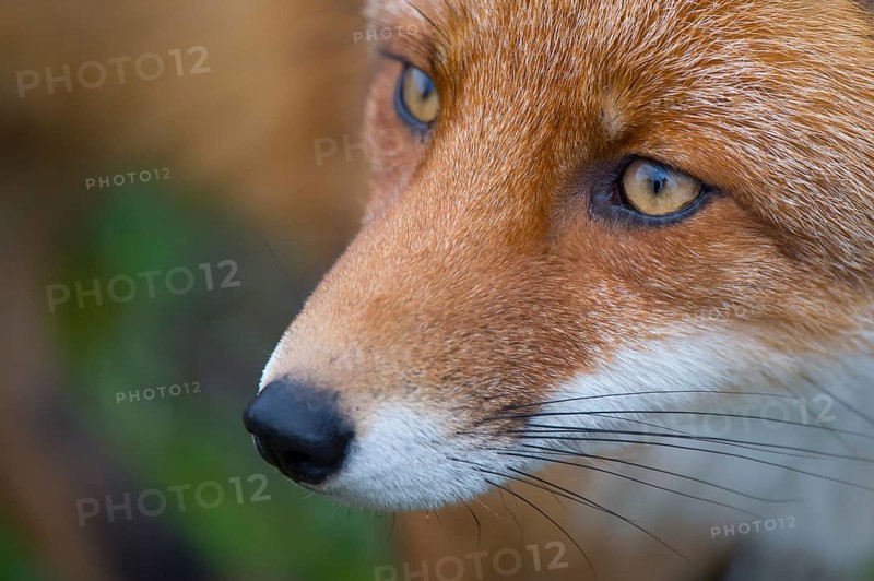 Red Fox (Vulpes vulpes) adult portrait, Netherlands
