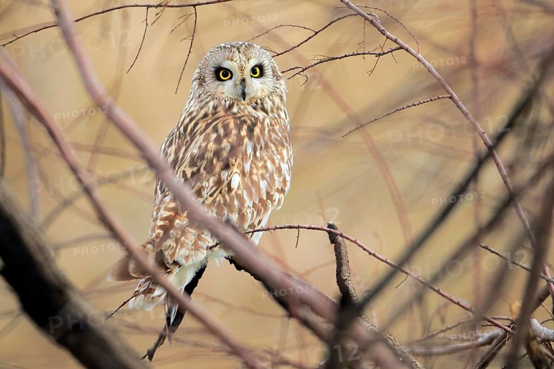 Short-eared Owl (Asio flammeus) perched on a branch, Andalusia, Spain