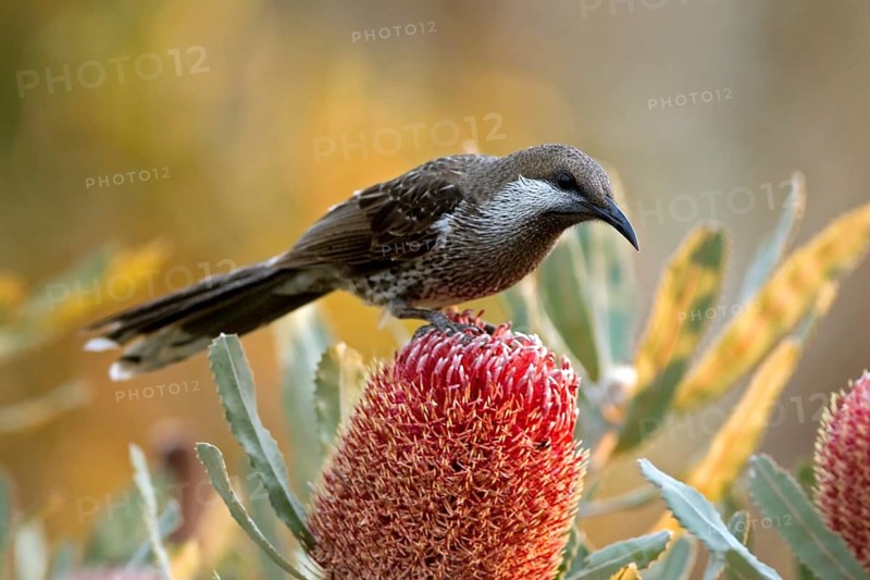 Western Wattlebird (Anthochaera lunulata), Western Australia, Australia